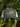 Casquette Chasse Tricolore - Kaki / Blanc