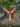 Tripleur Plat Nylon Orange