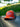 Casquette La chasse pour le chien et les copains - orange / beige