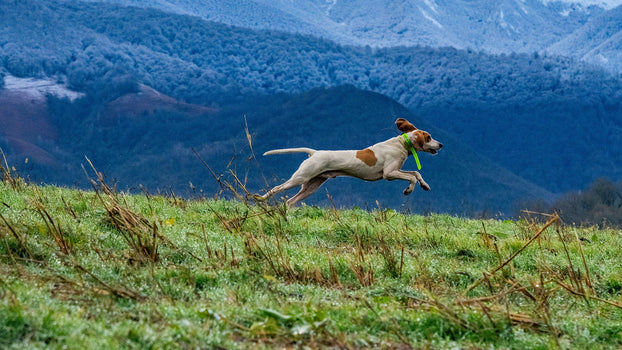 Équipements du chien