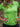 Polo Femme des bois - vert clair