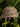 Casquette Chasse Tricolore - Camo beige