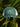 Casquette premium Amour du chien - Vert foncé / Blanc